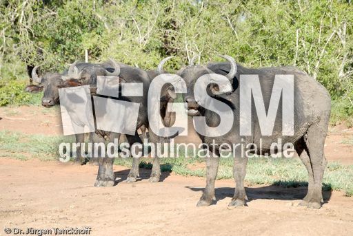 Afrikanischer Büffel (29 von 102).jpg